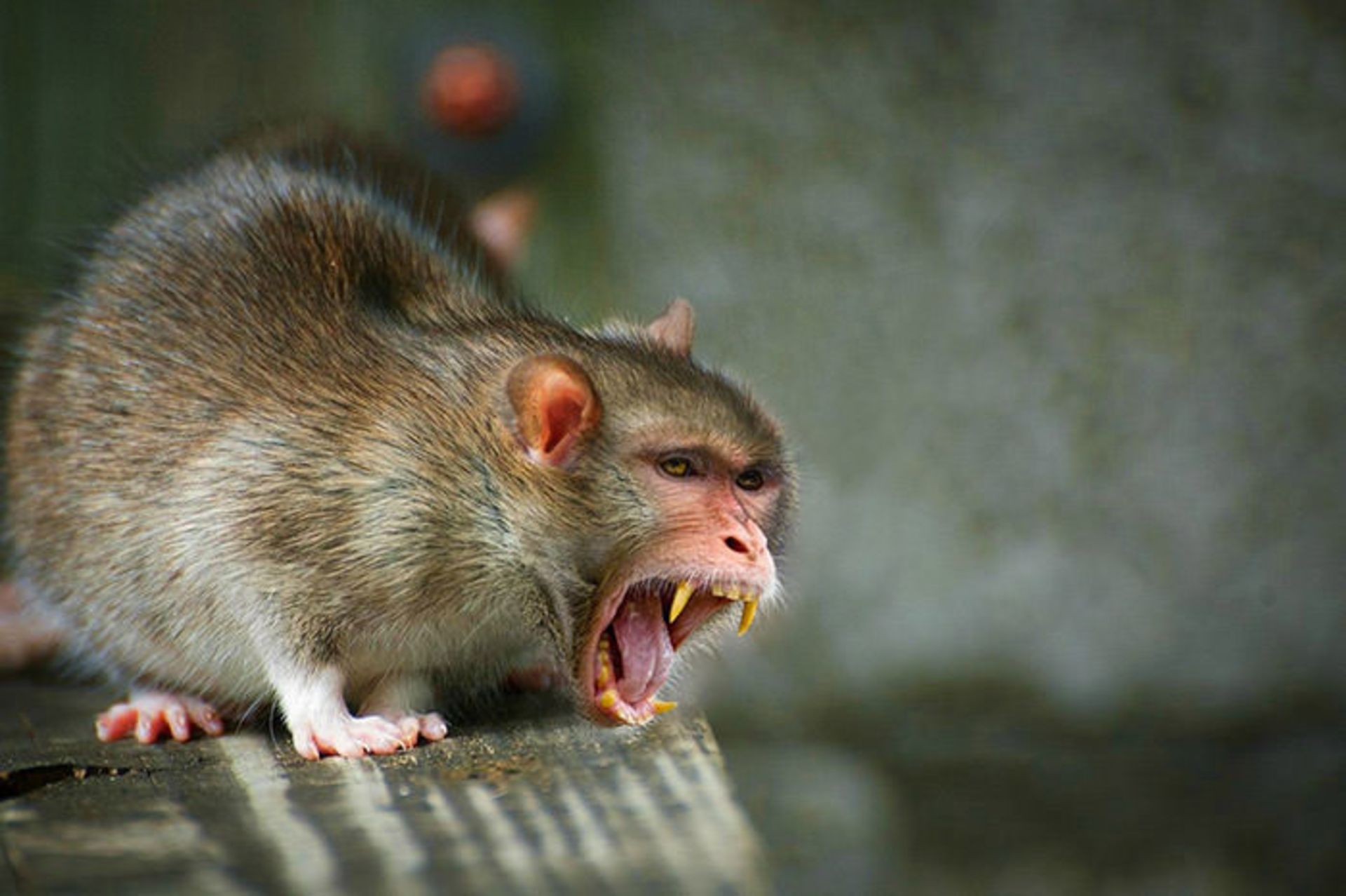 دنیای جانوران دورگه