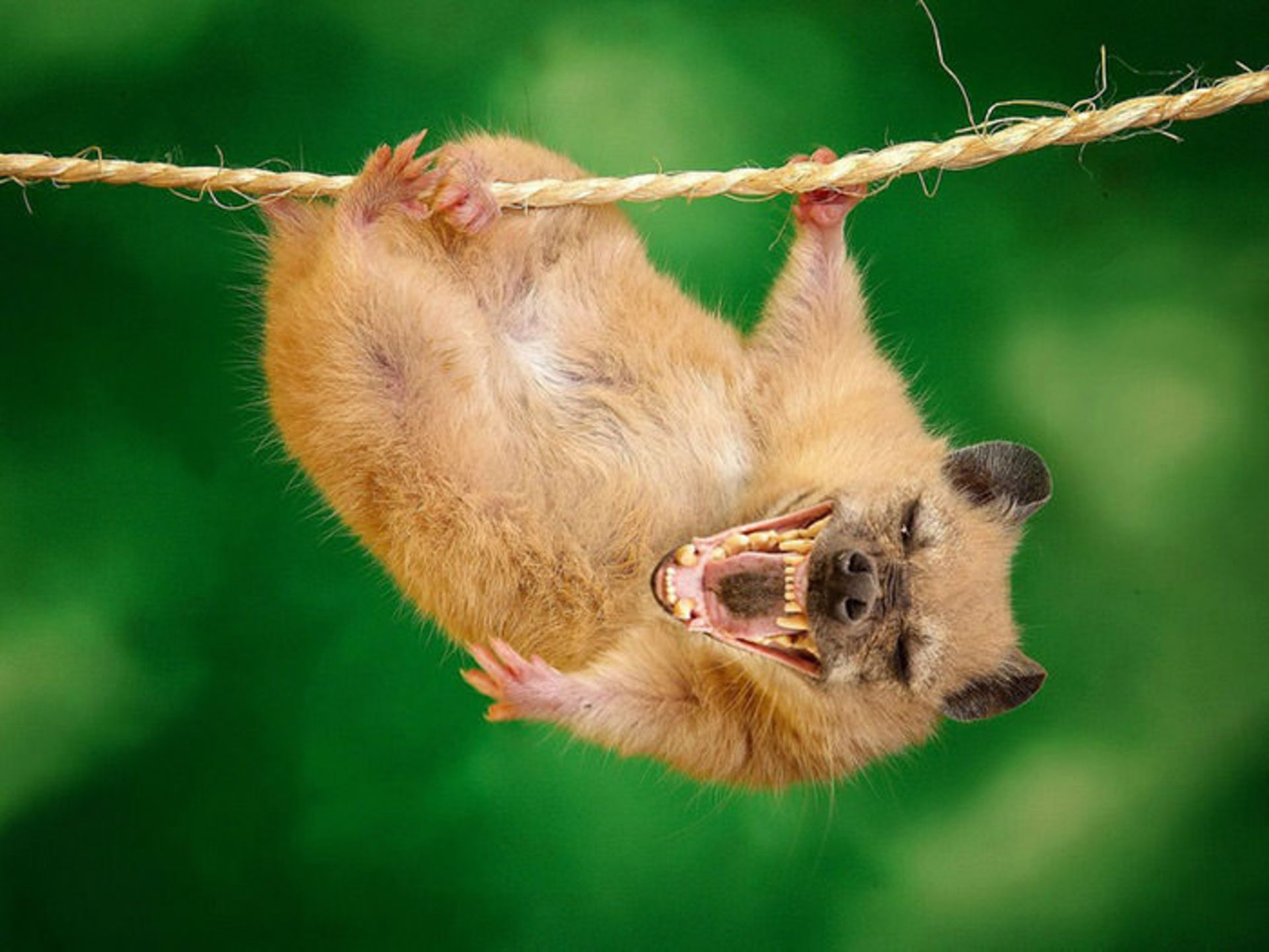 دنیای جانوران دورگه