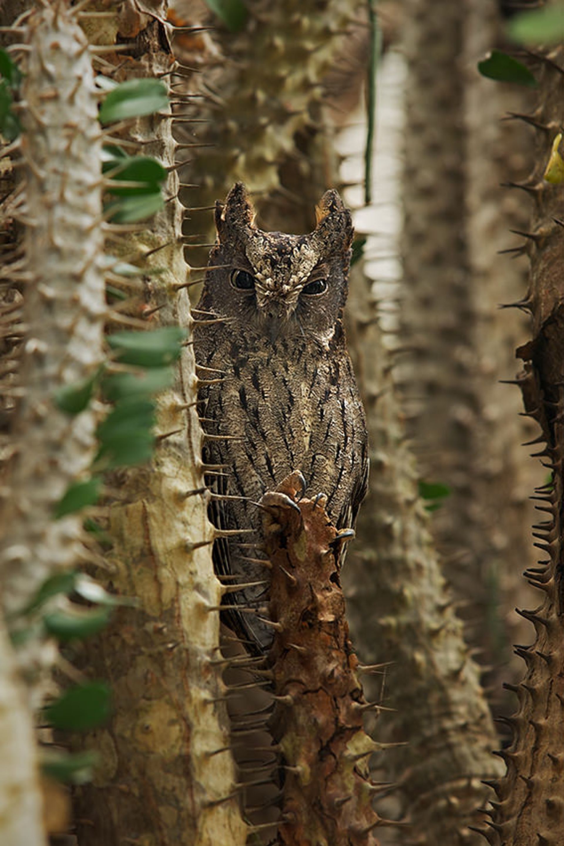 استتار جغدی
