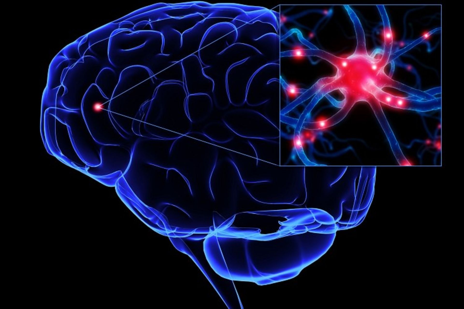 neurons