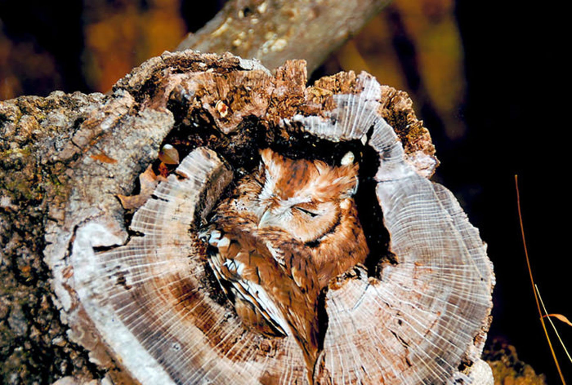 استتار جغدی