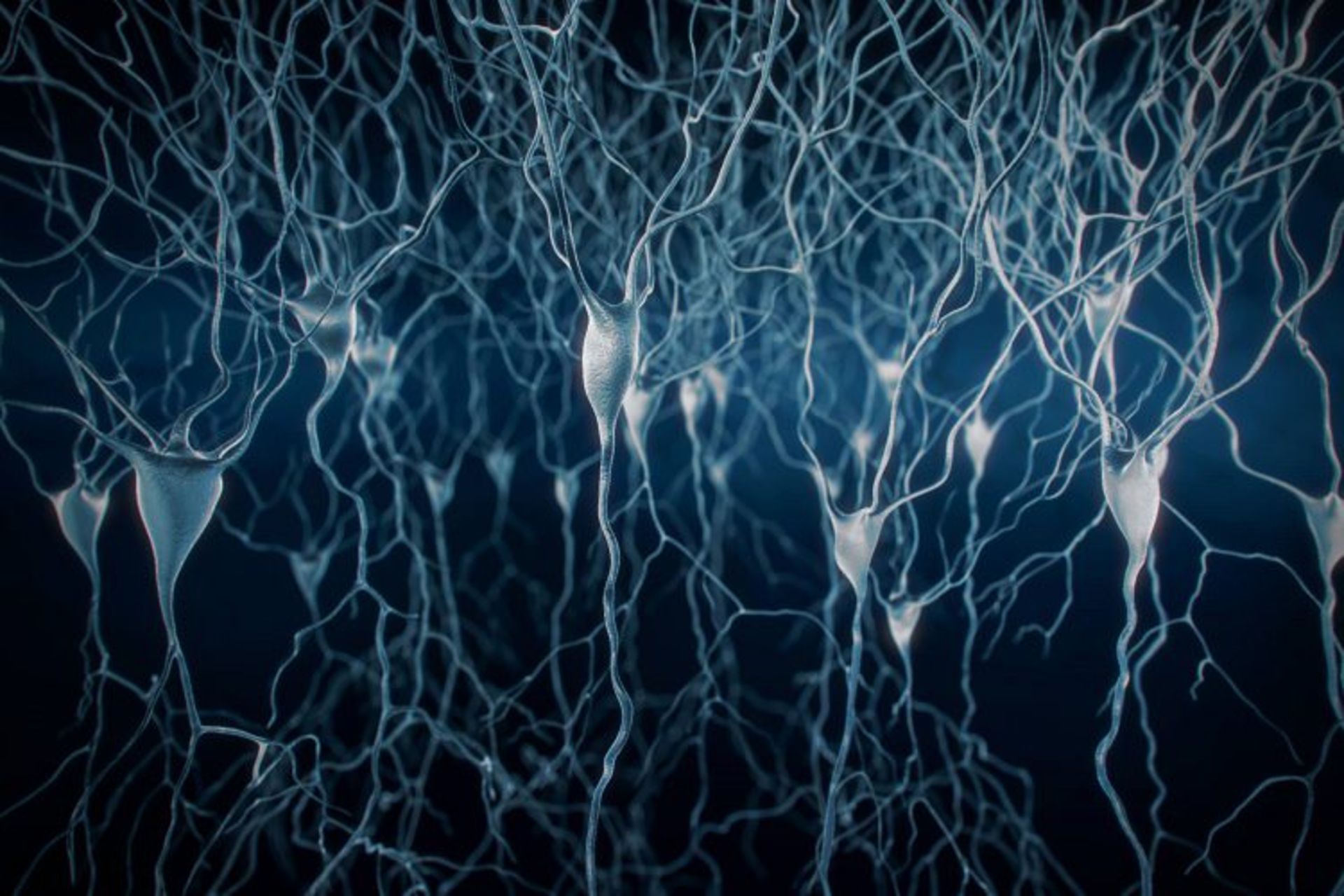 pyramidal neurons