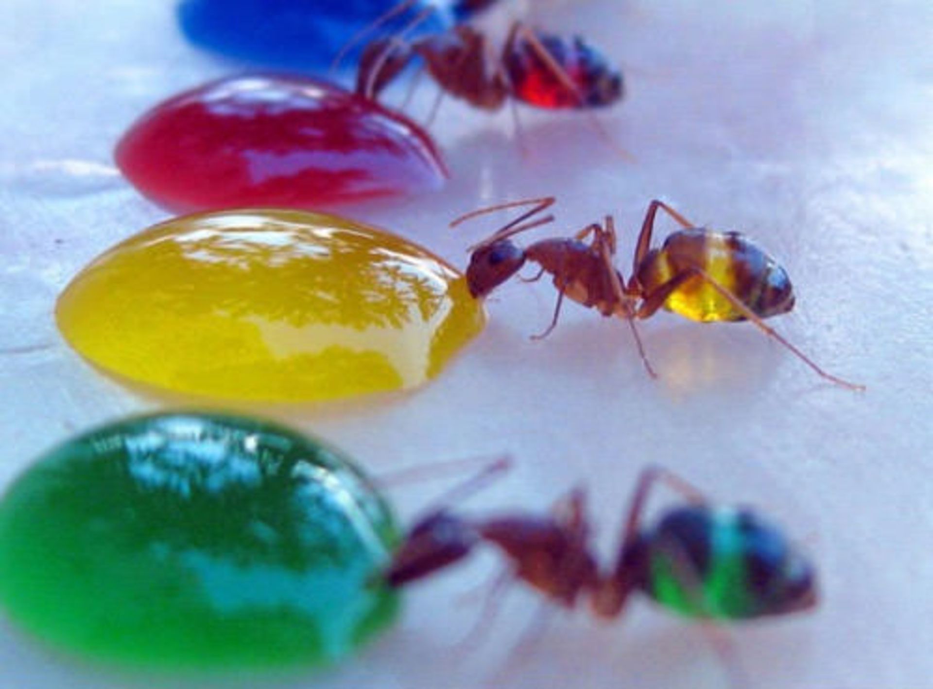 080711_transluscent_ants_2