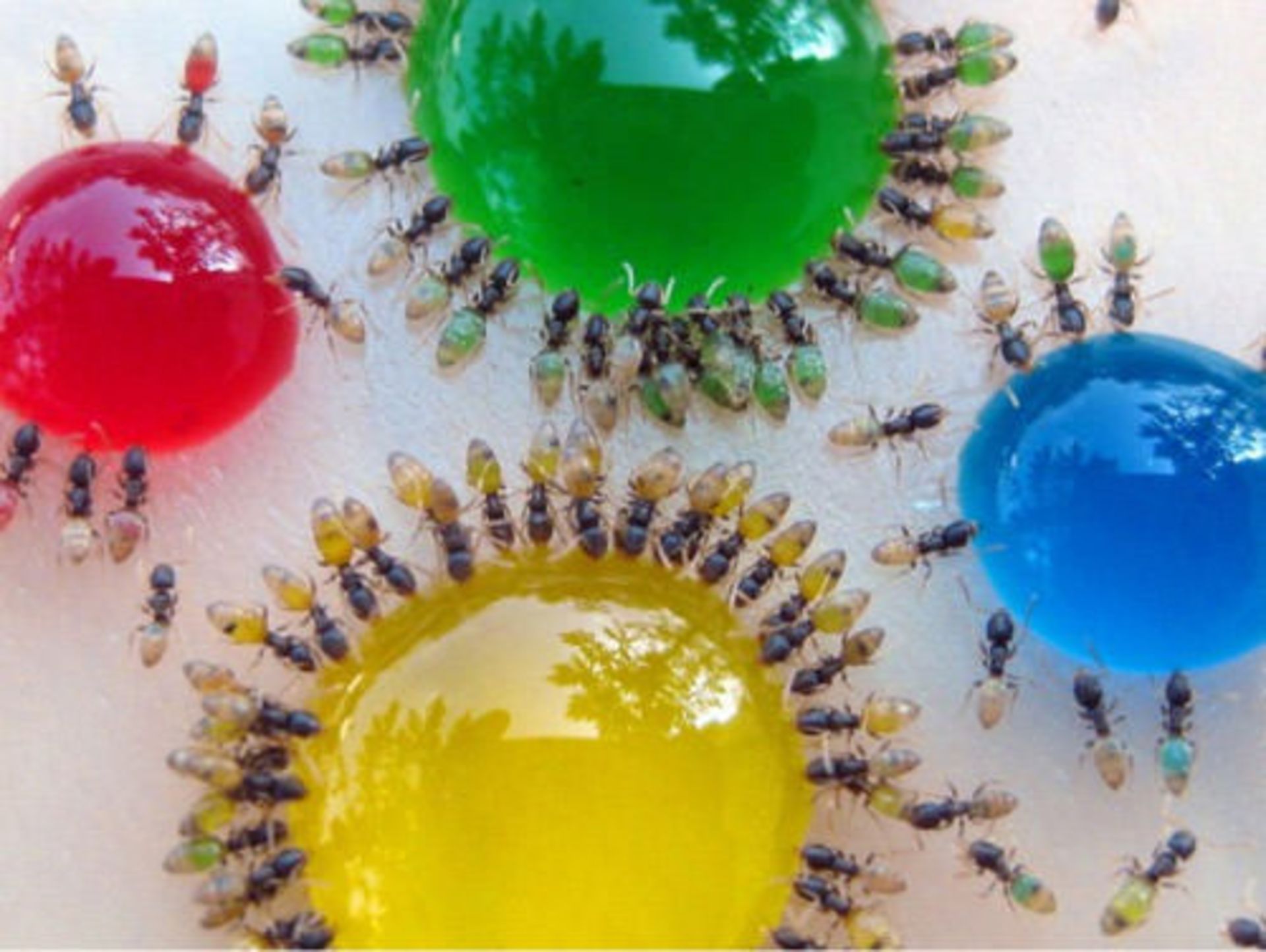080711_transluscent_ants_3