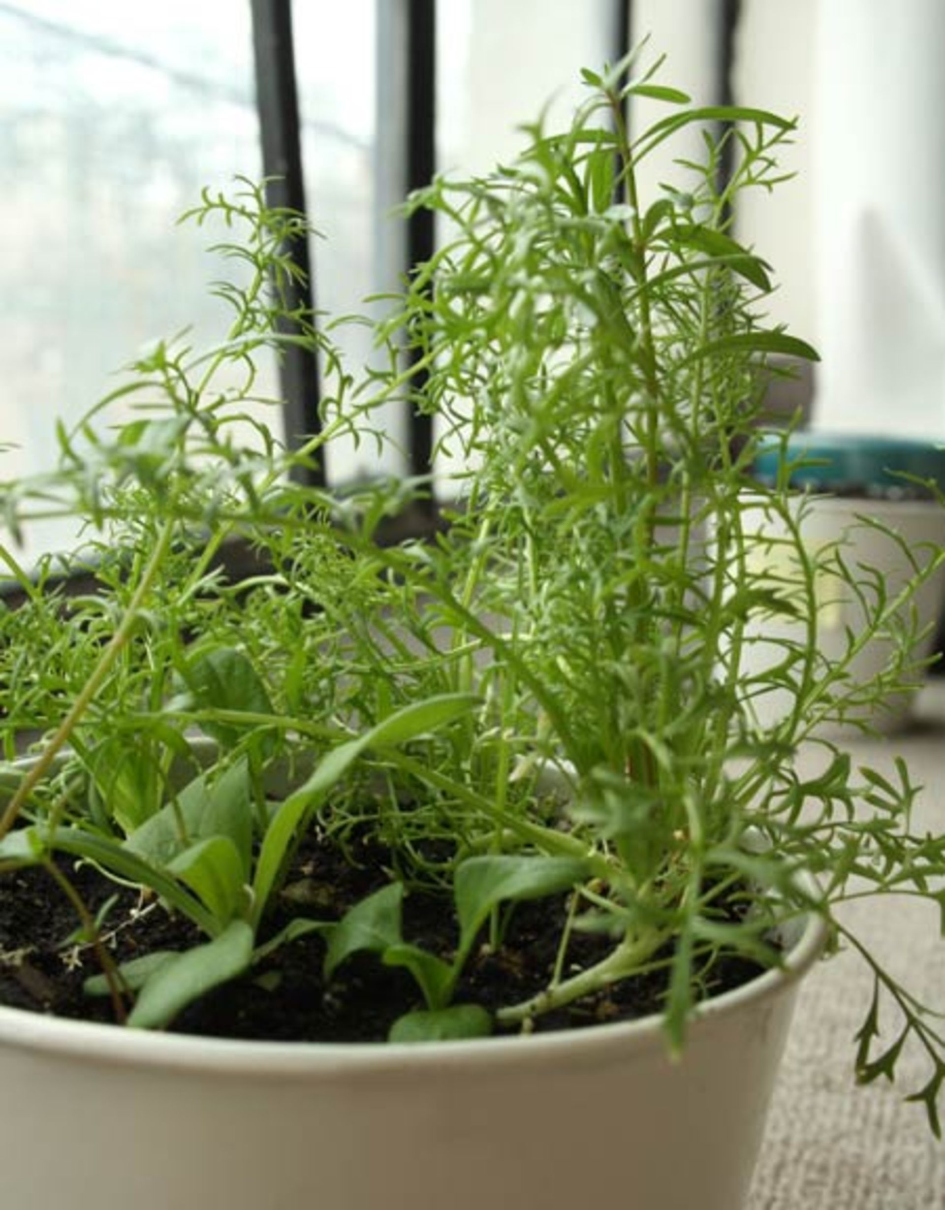 business-cart-plantable-paper-05