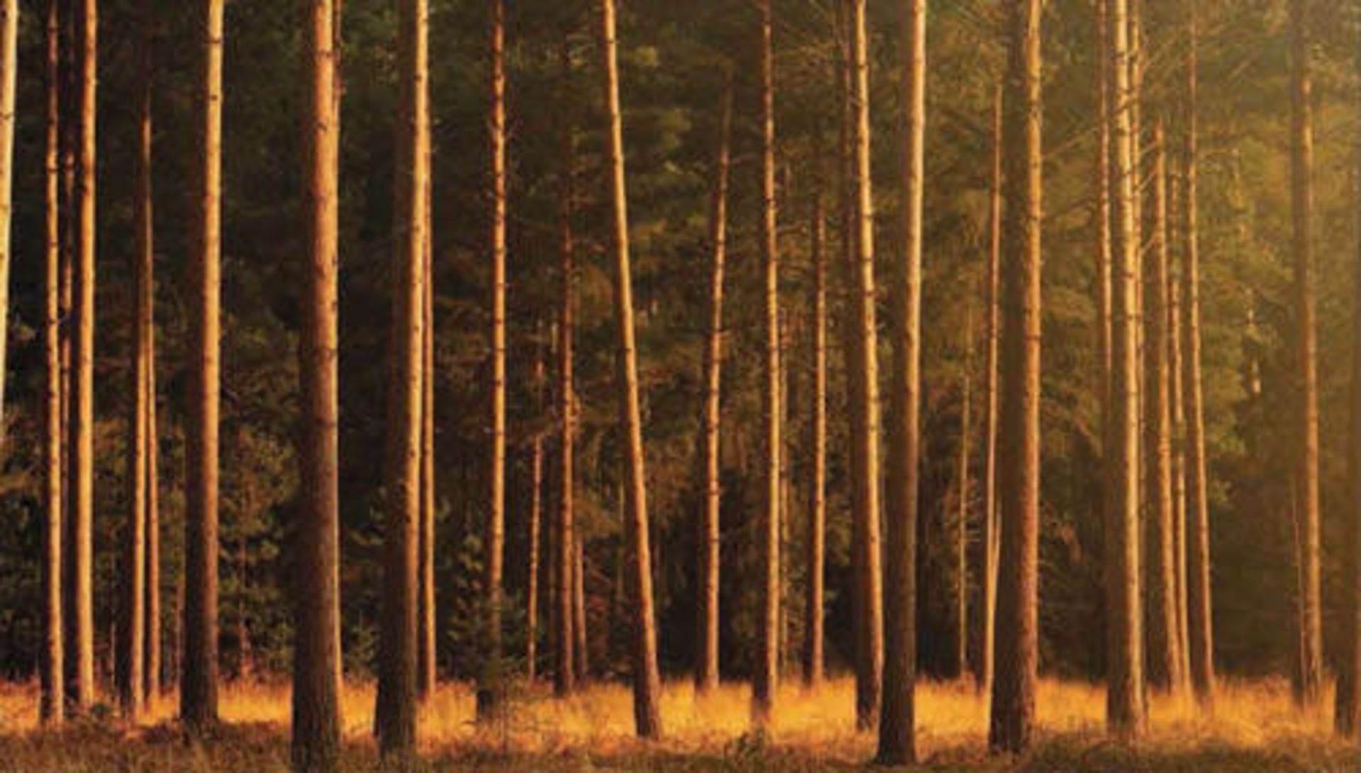 sample-dslr-camera-pictures-001