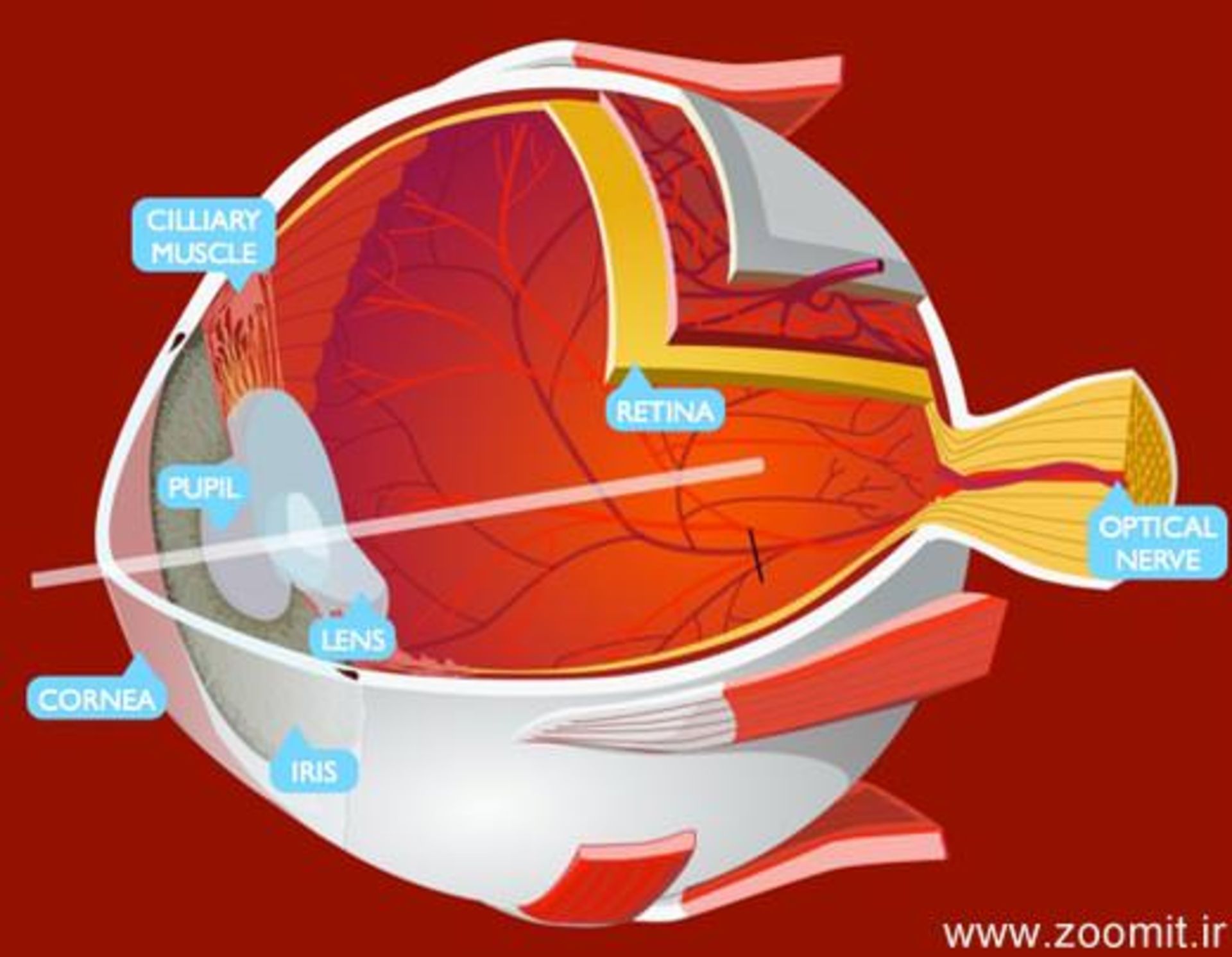 the_eye