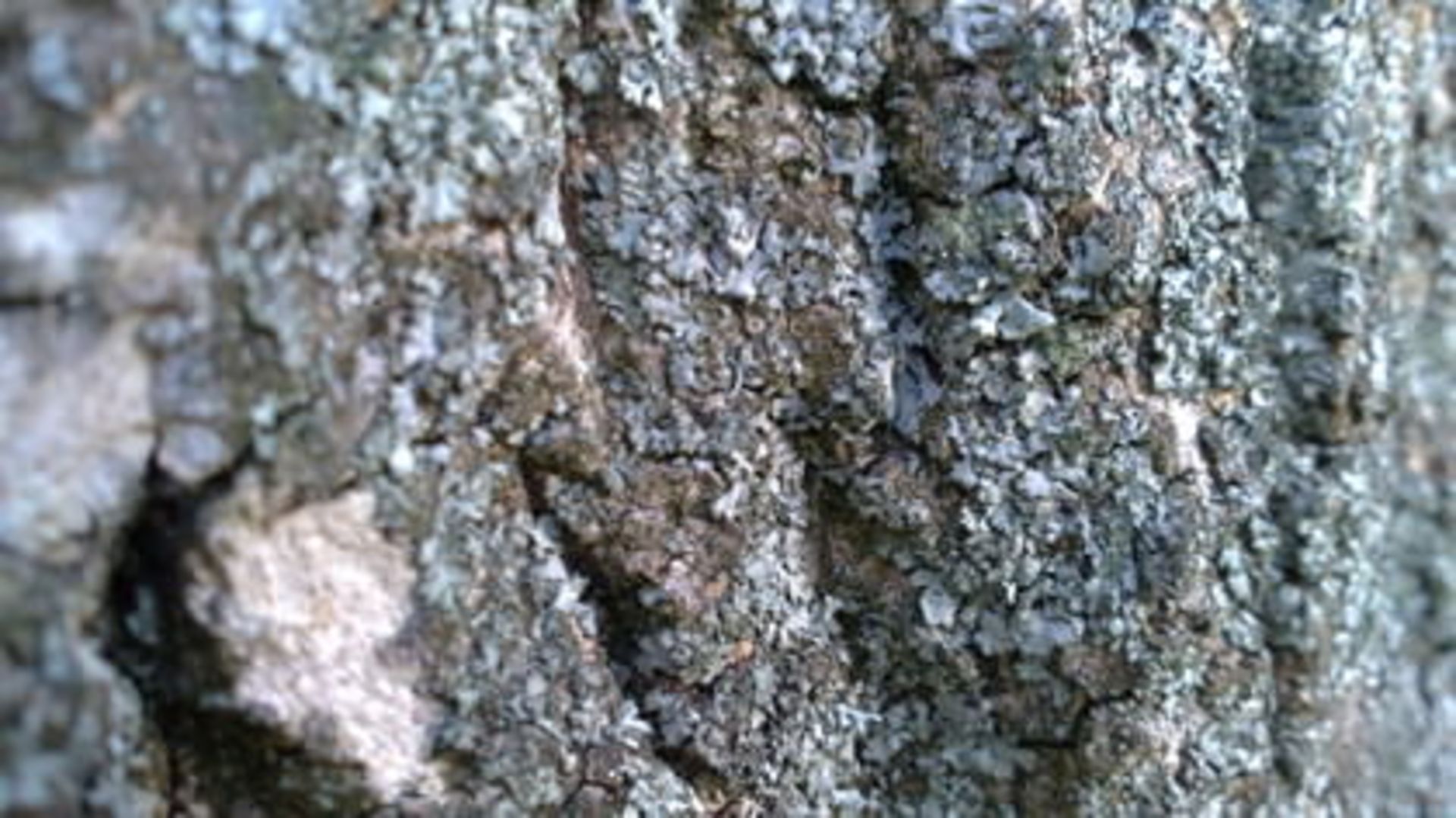 viviz-camera-macro-mode