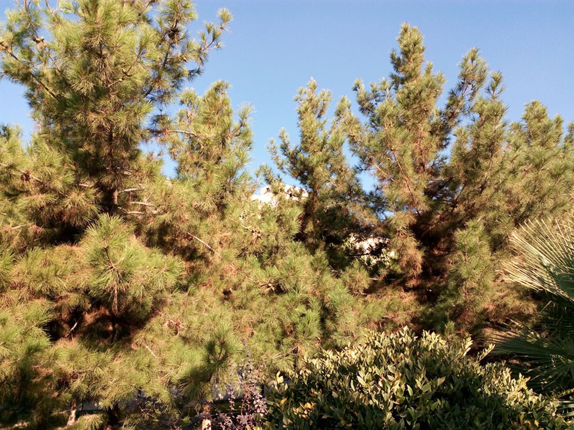 بررسی گوشی Liquid Jade Z ایسر