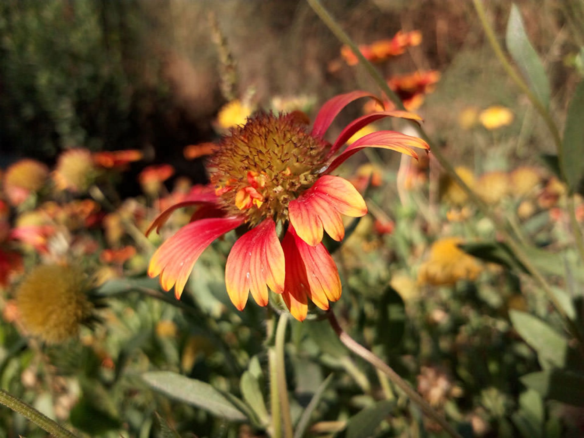 بررسی گوشی Liquid Jade Z ایسر