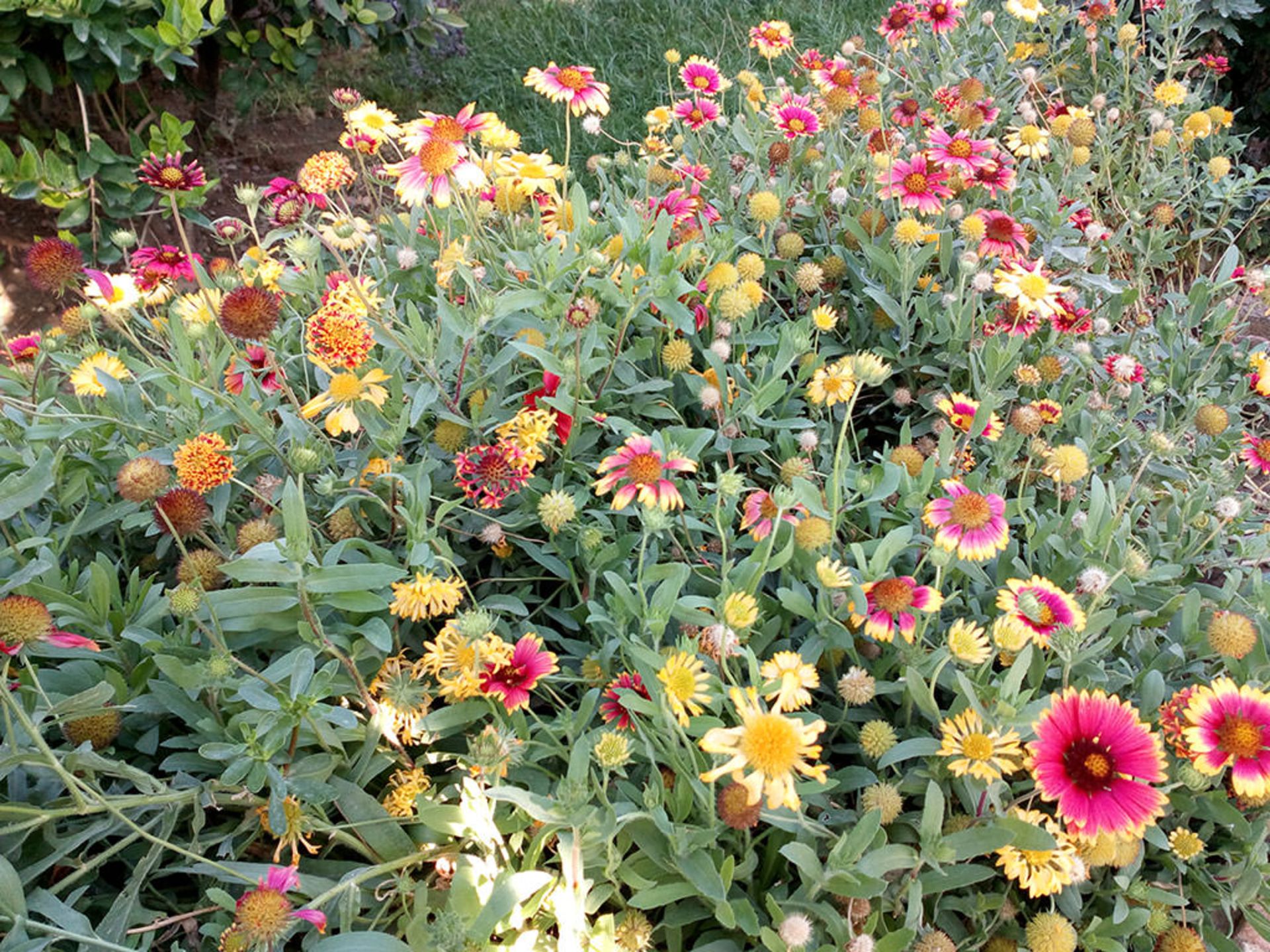 بررسی گوشی Liquid Jade Z ایسر