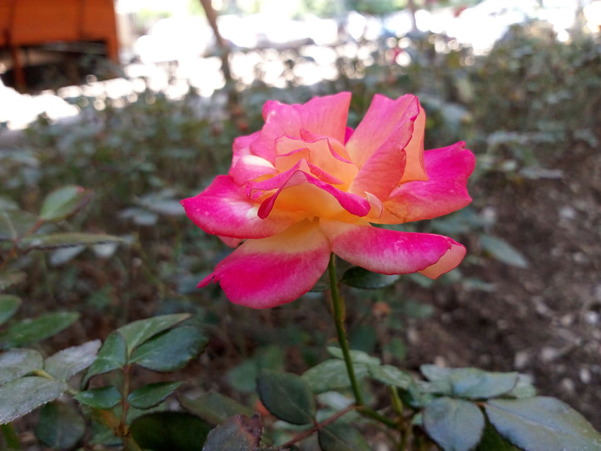 بررسی گوشی Liquid Jade Z ایسر