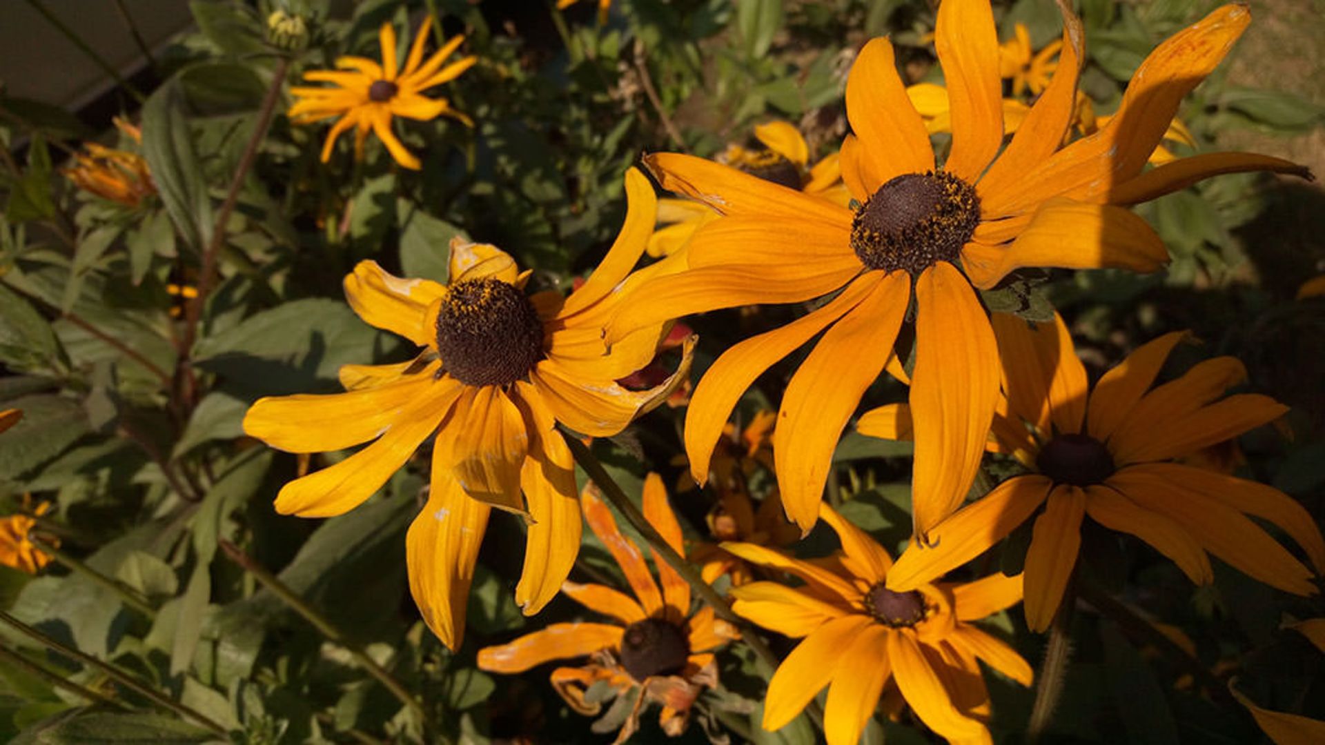 بررسی وان ای 9 پلاس اچ‌تی‌سی (+HTC One E9)