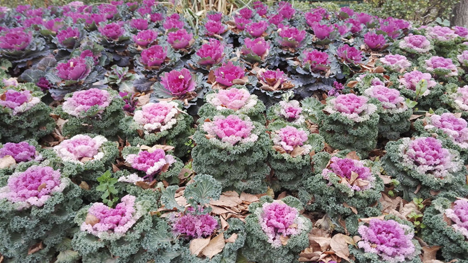 بررسی گوشی آنر 7 هواوی 