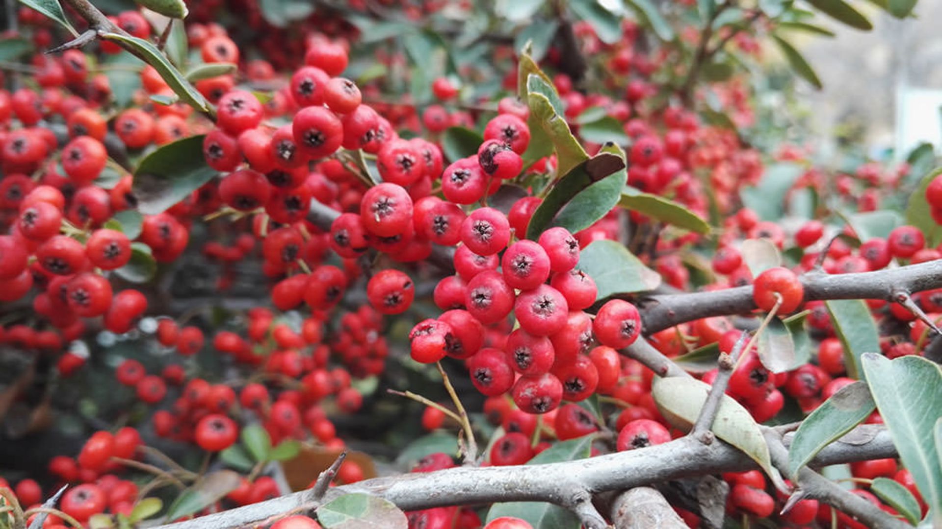 بررسی گوشی آنر 7 هواوی 