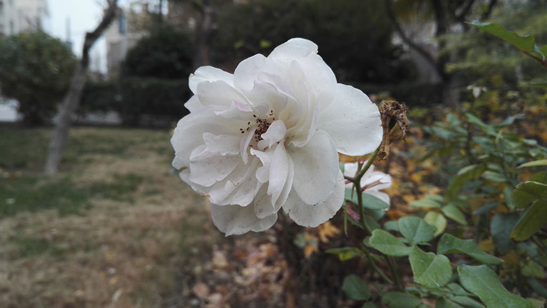 بررسی گوشی آنر 7 هواوی 