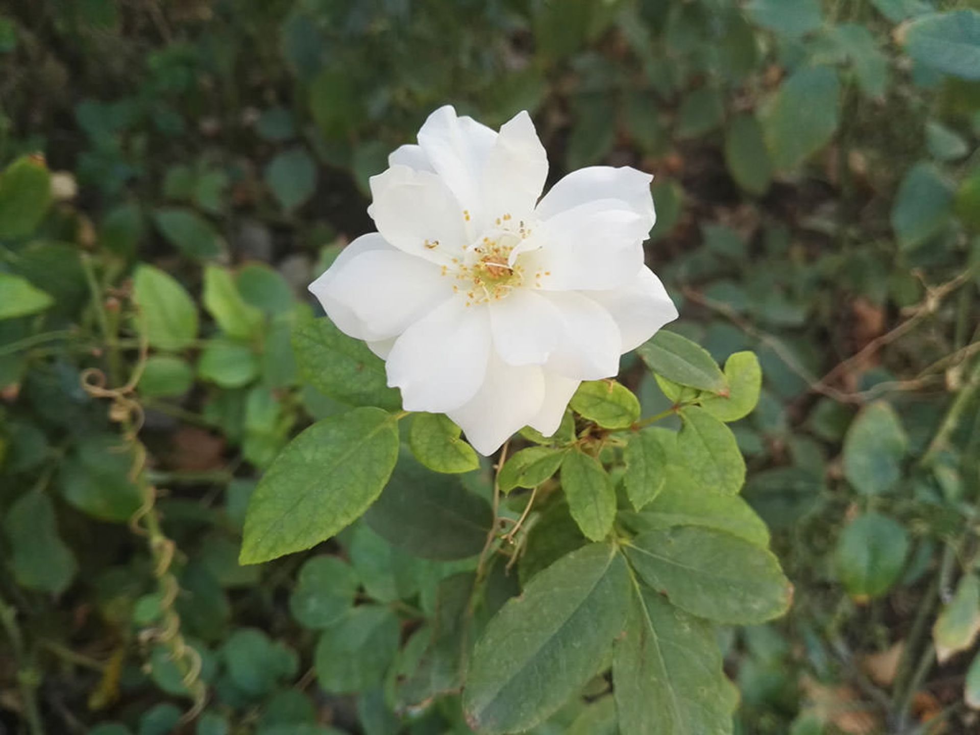 بررسی میت اس هواوی (Huawei Mate S)