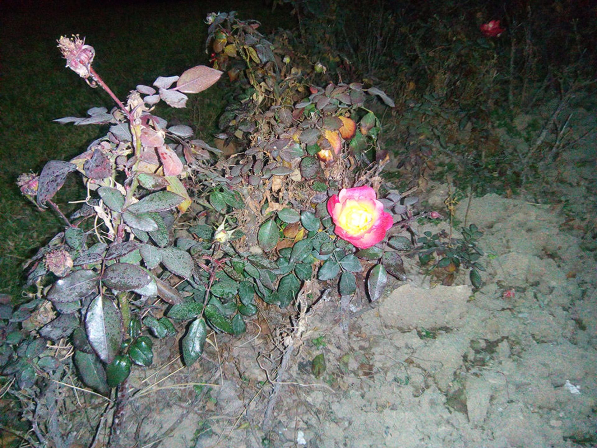 بررسی گوشی هوشمند Leagoo Elite 5