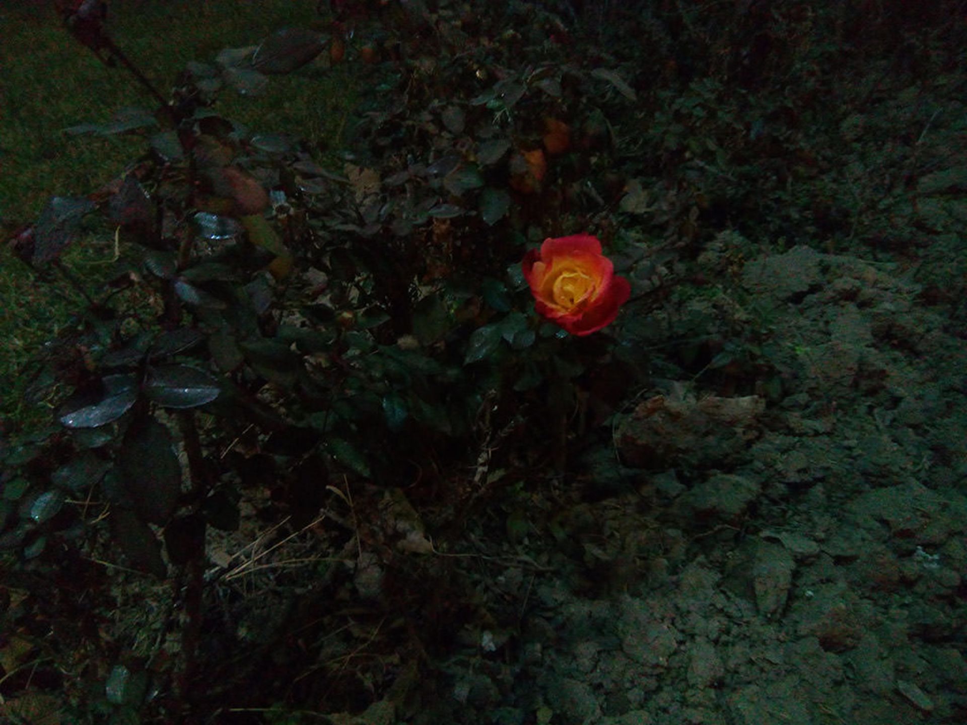 بررسی گوشی هوشمند Leagoo Elite 5