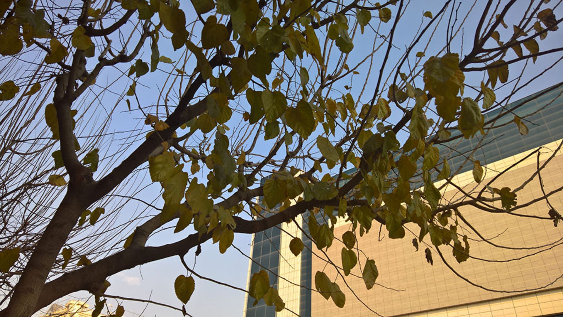 بررسی لومیا 950 ایکس ال مایکروسافت (Microsoft Lumia 950 XL)