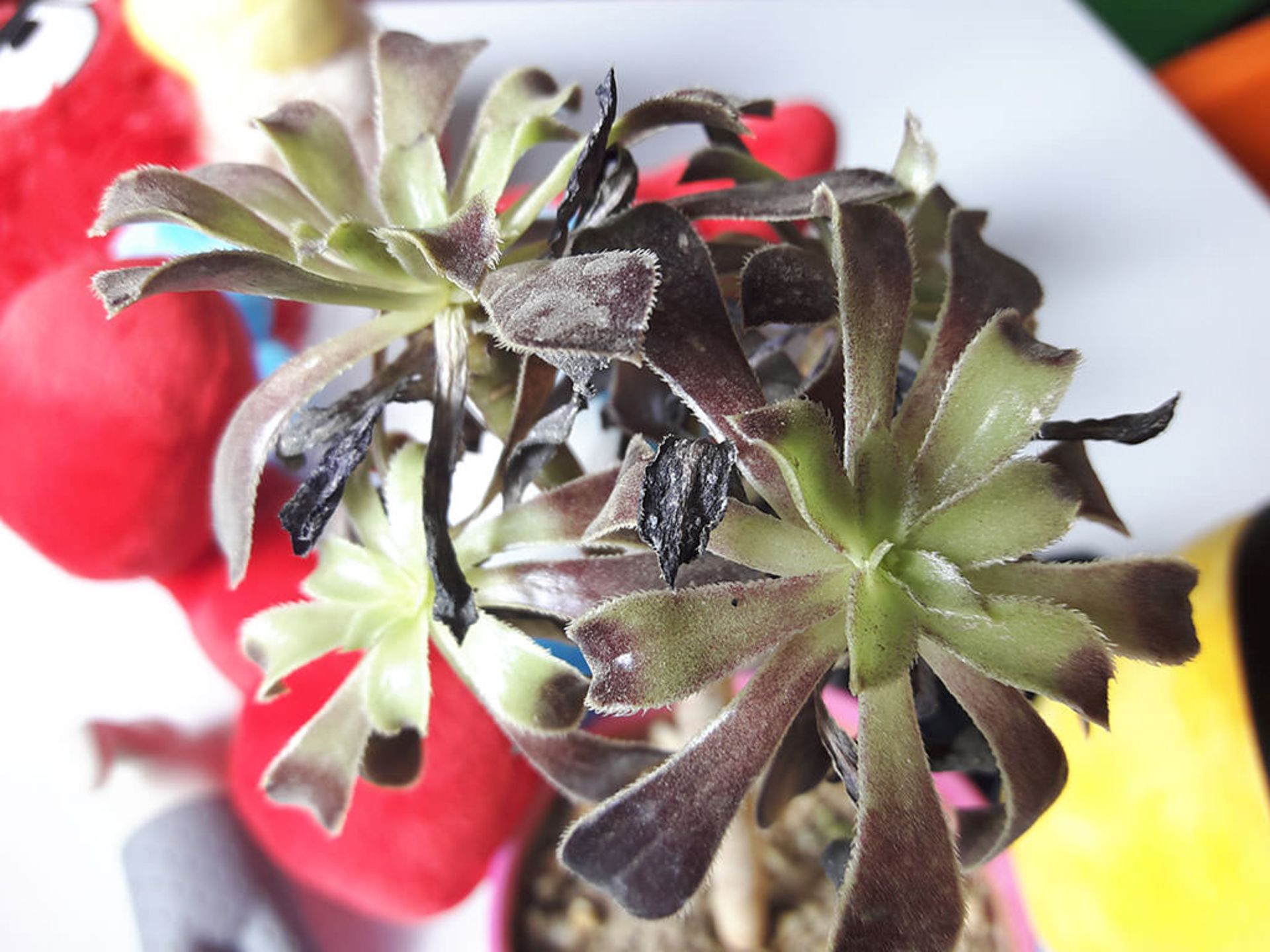 بررسی تلفن گلکسی A8 سامسونگ (Galaxy A8)