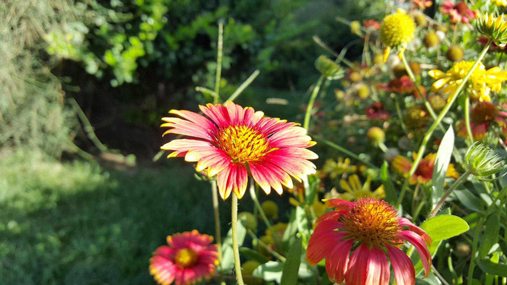 بررسی گلکسی اس 6 اج پلاس سامسونگ (+Galaxy S6 Edge)