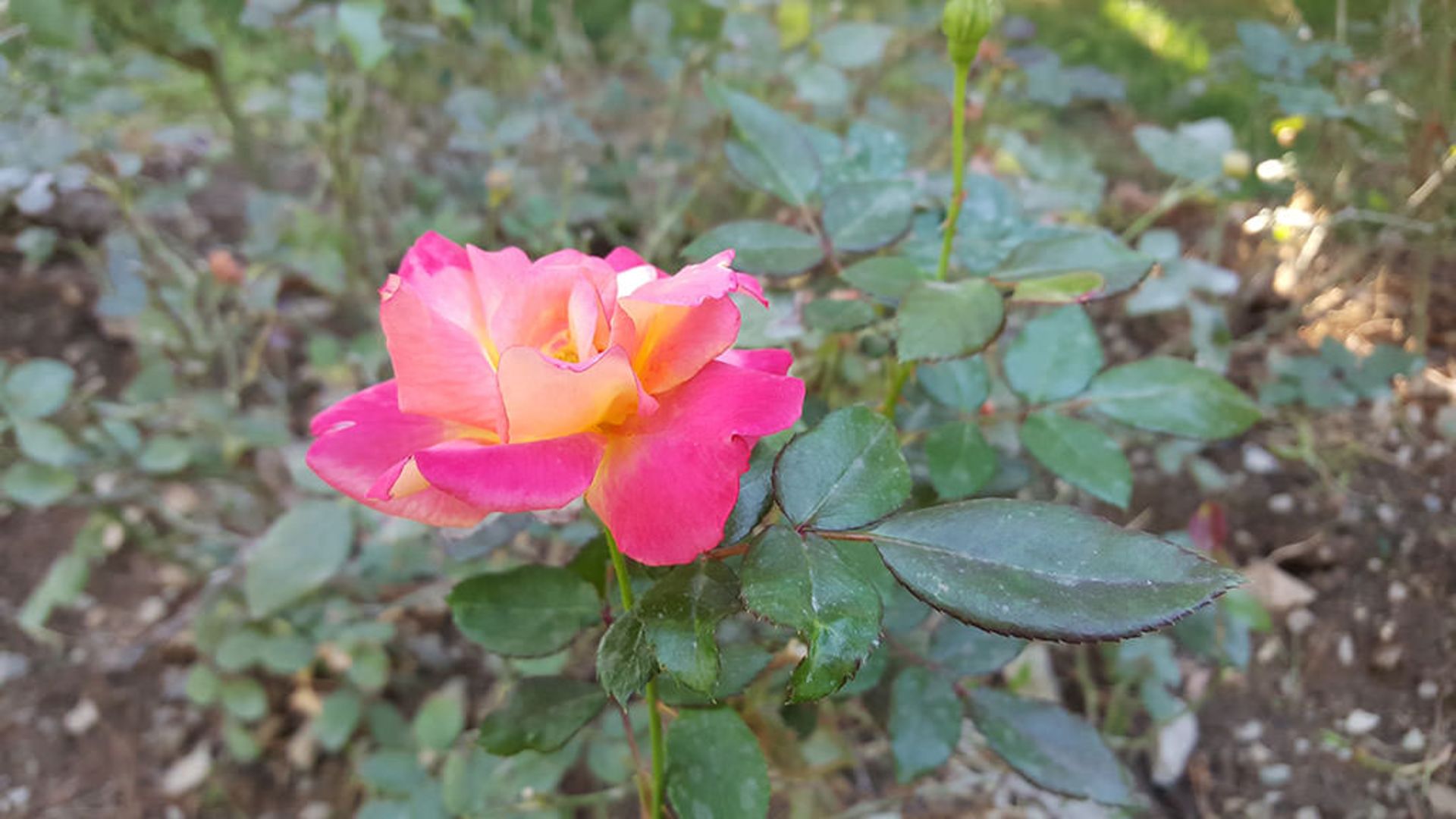 بررسی گلکسی اس 6 اج پلاس سامسونگ (+Galaxy S6 Edge)