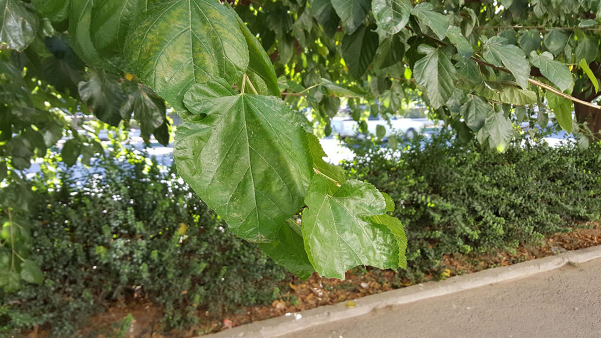 بررسی گلکسی اس 6 اج پلاس سامسونگ (+Galaxy S6 Edge)