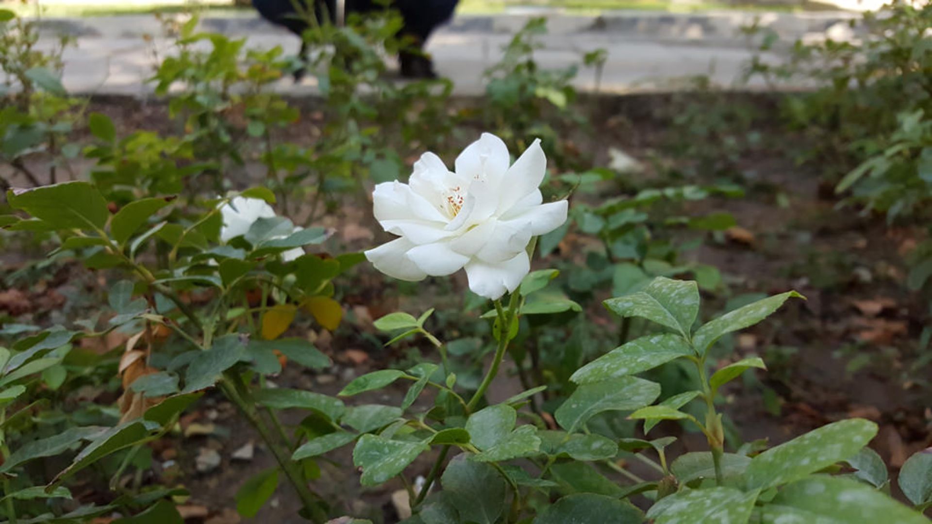 بررسی گلکسی نوت 5 سامسونگ