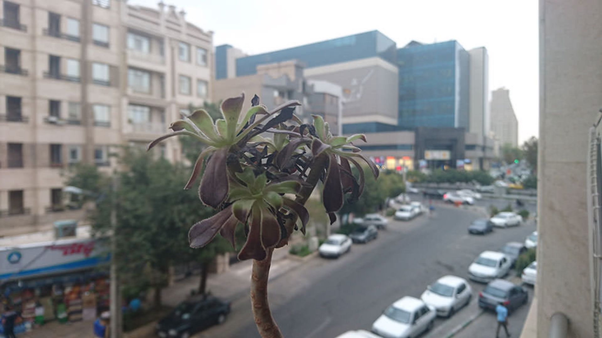 بررسی تلفن اکسپریا زد 5 کامپکت (Xperia Z5 Compact)