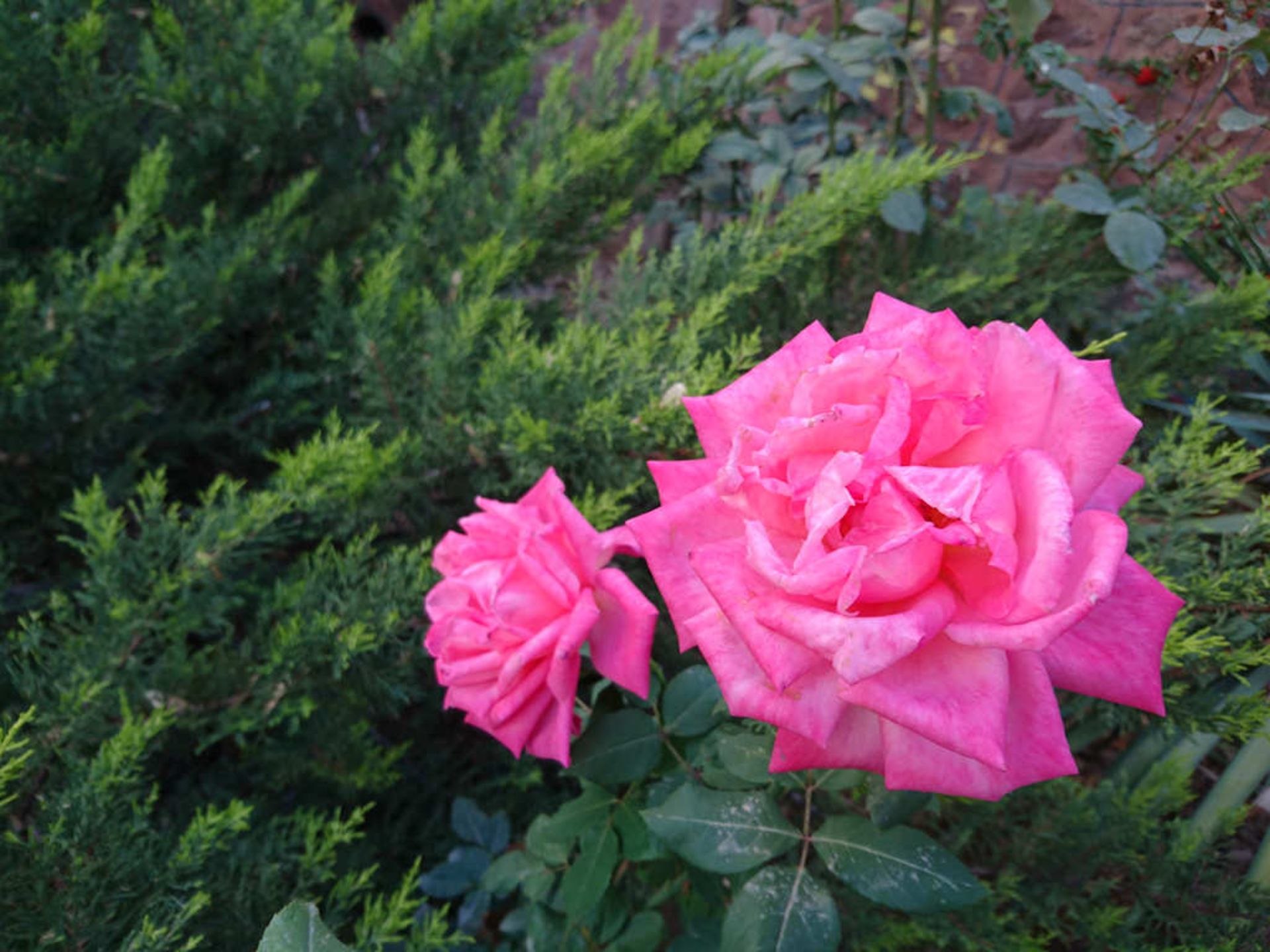 بررسی اکسپریا زد 5 سونی (Sony Xperia Z5)