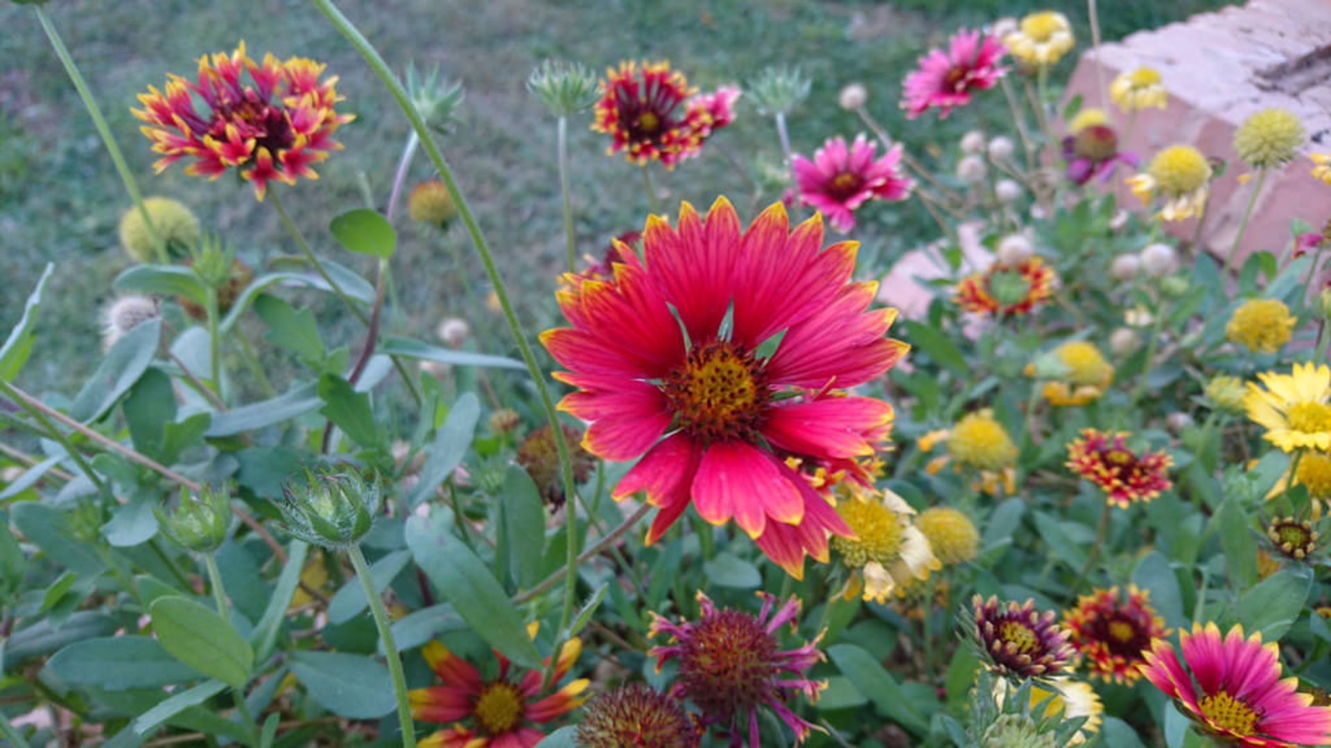 بررسی اکسپریا زد 5 سونی (Sony Xperia Z5)