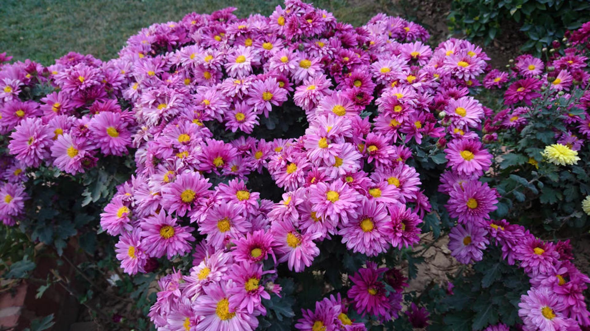 بررسی اکسپریا زد 5 سونی (Sony Xperia Z5)