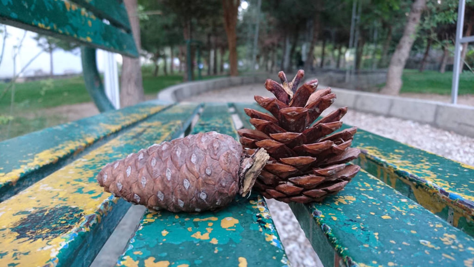 بررسی اکسپریا زد 5 سونی (Sony Xperia Z5)