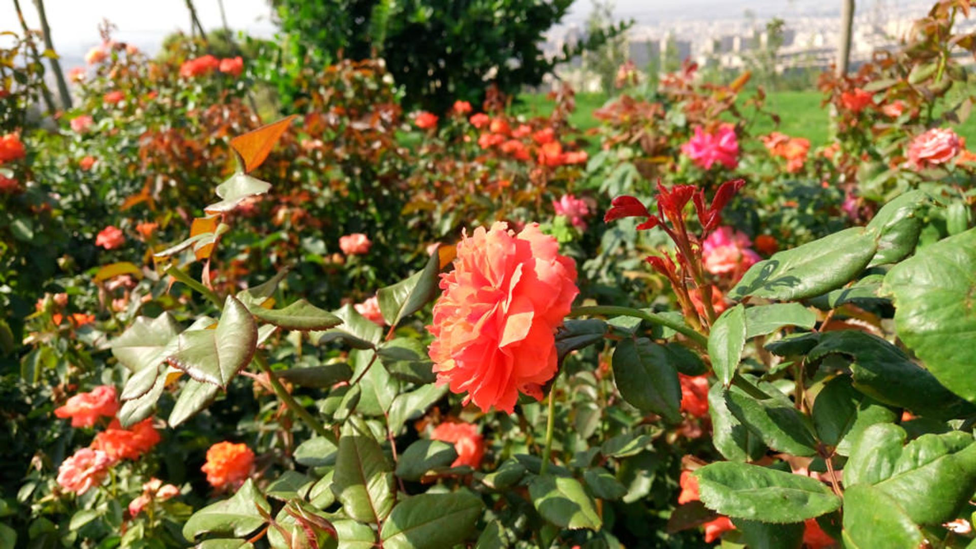 بررسی گوشی اکسپریا ام 5 سونی (Xperia M5 Dual)