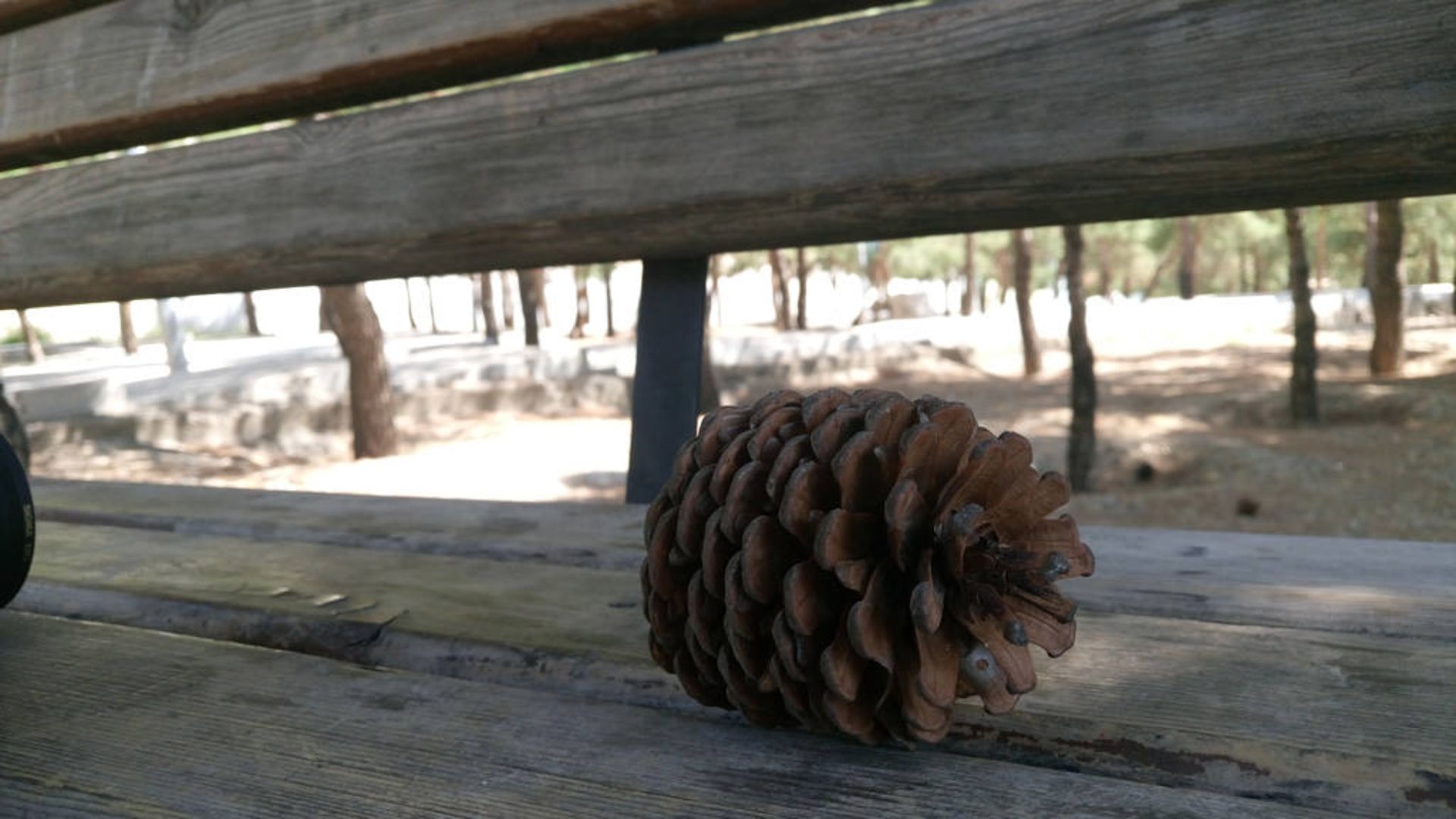 بررسی گوشی اکسپریا ام 5 سونی (Xperia M5 Dual)