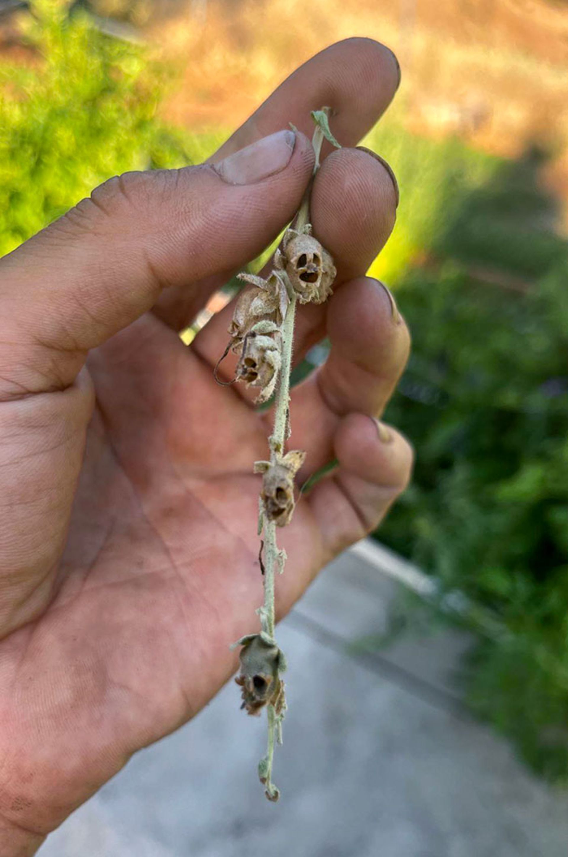 پاریدولیا در دنیای سبزیجات - شاخه با گل‌ های اسکلتی پوسیده 