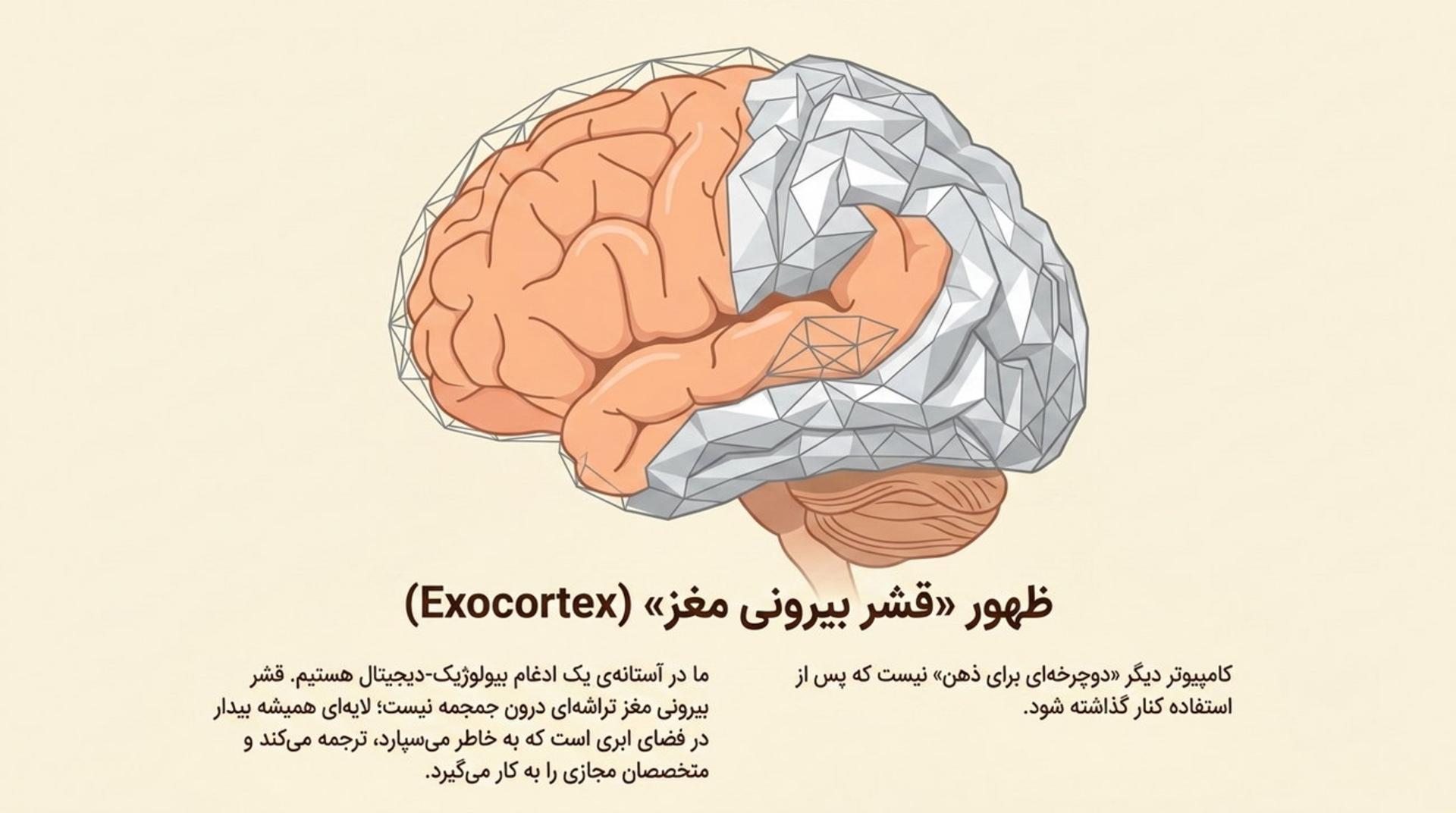 مفهوم اگزوکورتکس