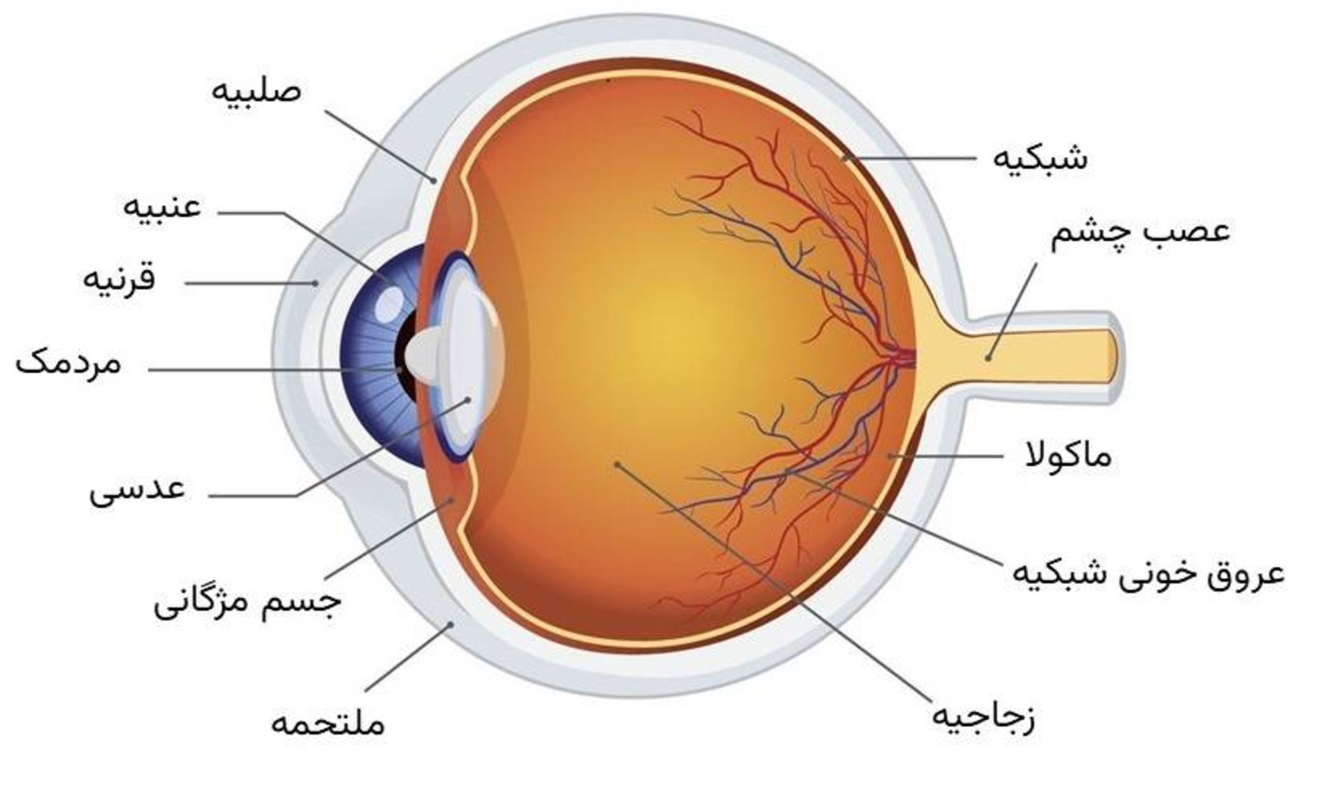 آناتومی چشم انسان