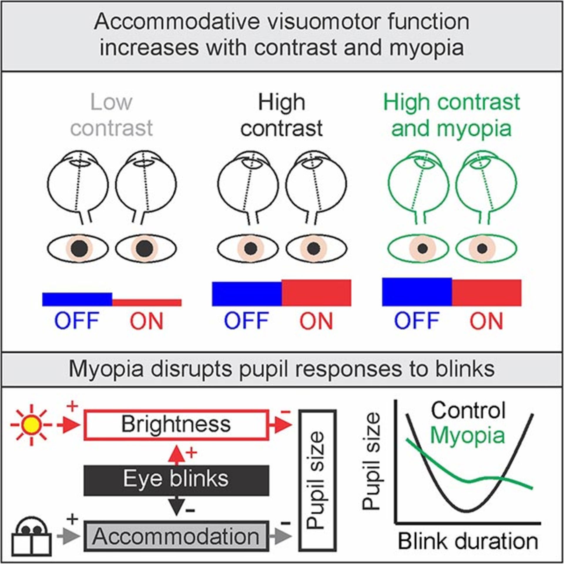 تاثیر کنتراست‌های مختلف در بینایی