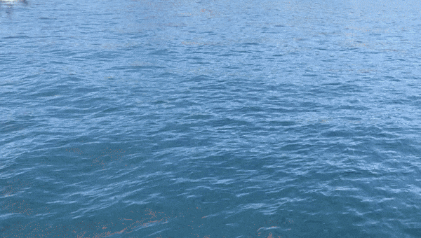 نهنگ قاتل به نام موکتزوما در حال حمله به کوسه‌نهنگ در خلیج کالیفرنیا