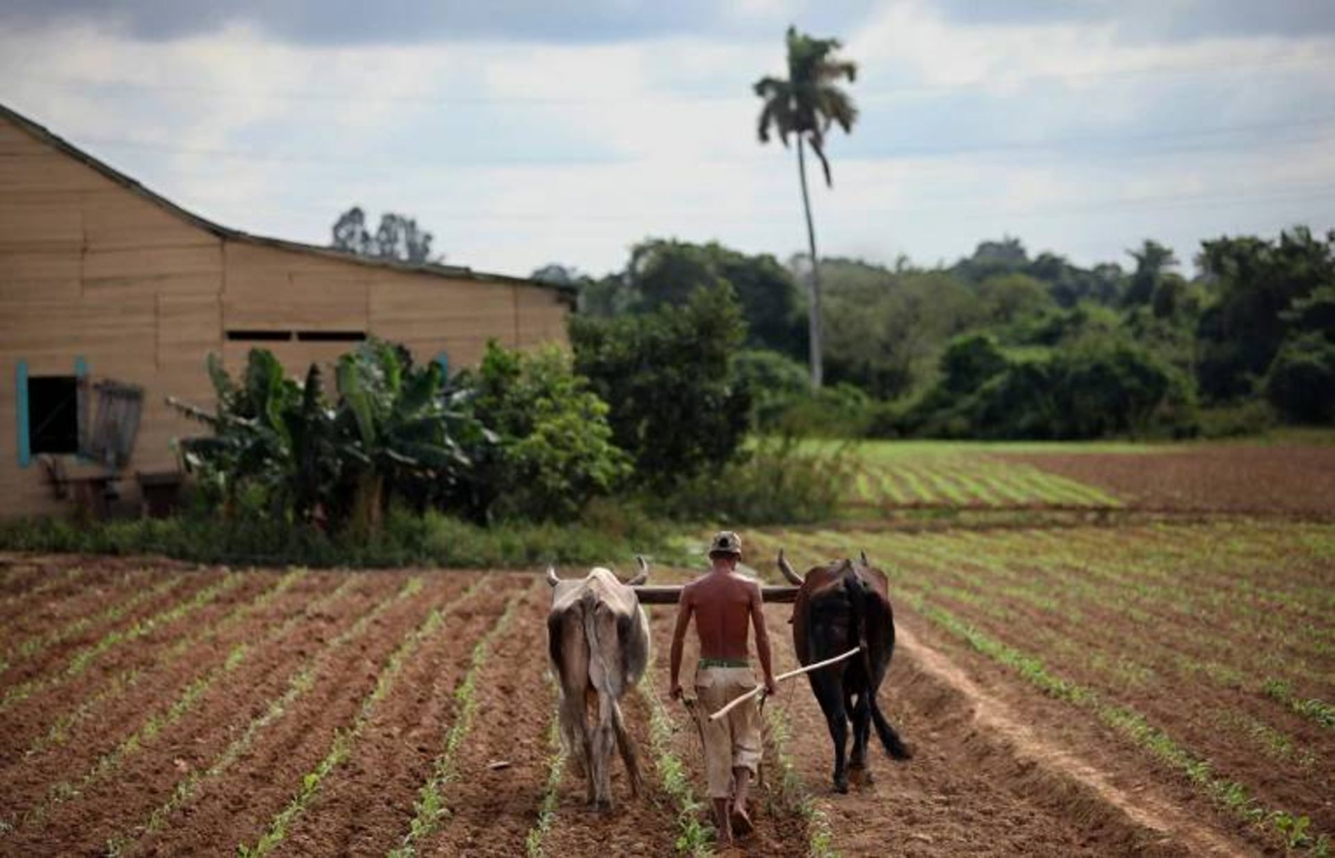 کشاورزی در مزرعه تنباکو در کوبا