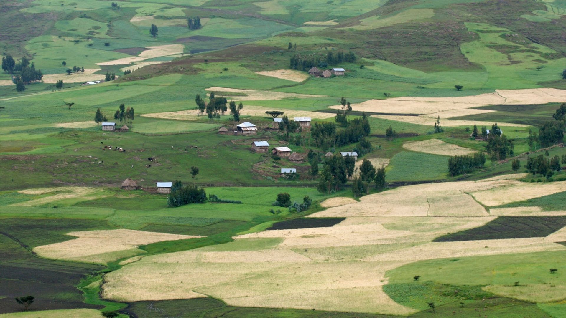 زمین‌های کشاورزی و مزارع در ارتفاعات اتیوپی