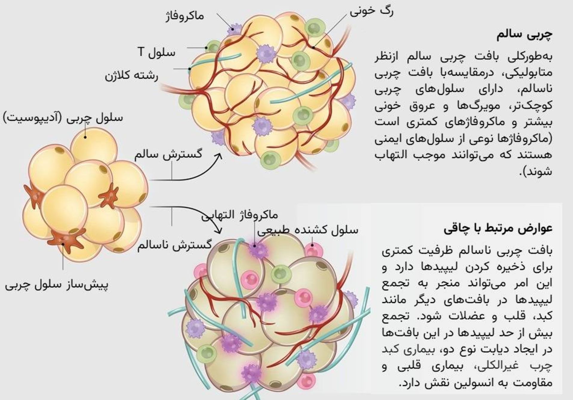 سلول های چربی بدن