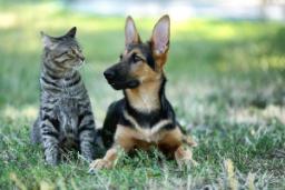 هشدار محققان: خطر حیوانات خانگی برای سلامتی نادیده گرفته شده است