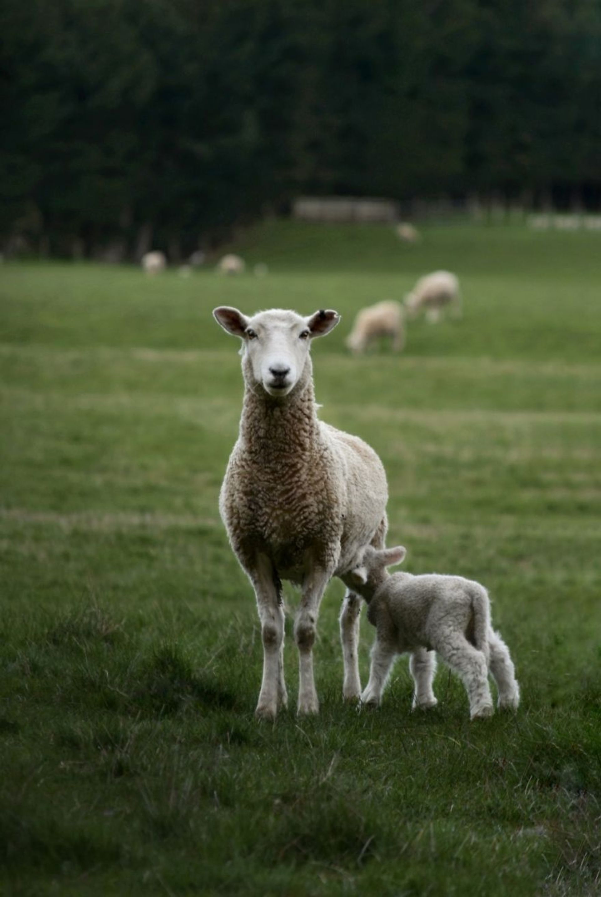 شیر خوردن بره از مادرش در دشت سبز