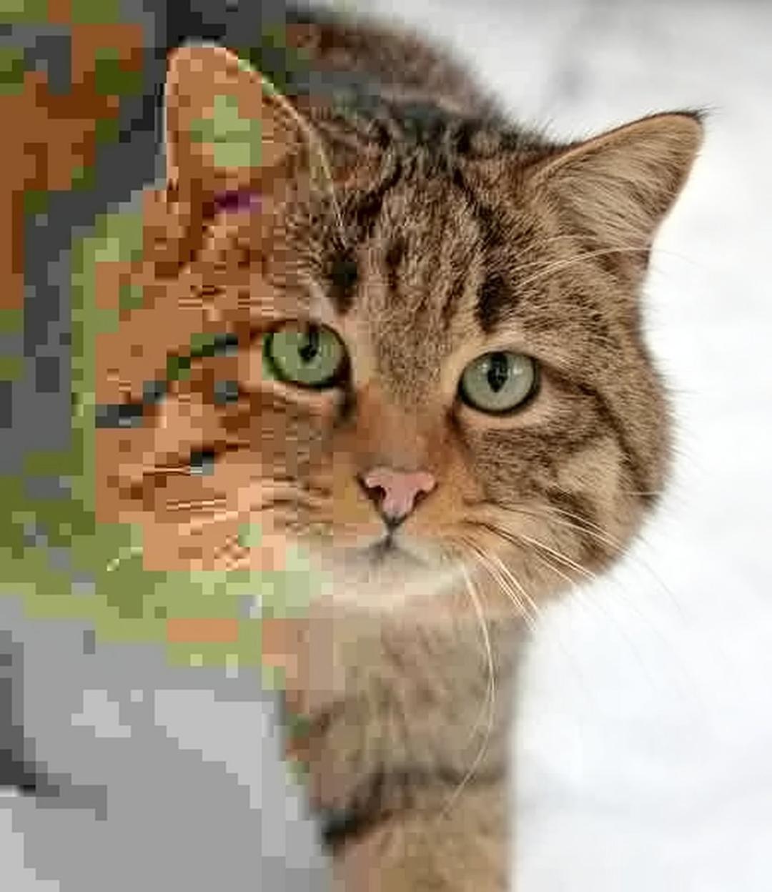 کاهش کیفیت عکس JPEG