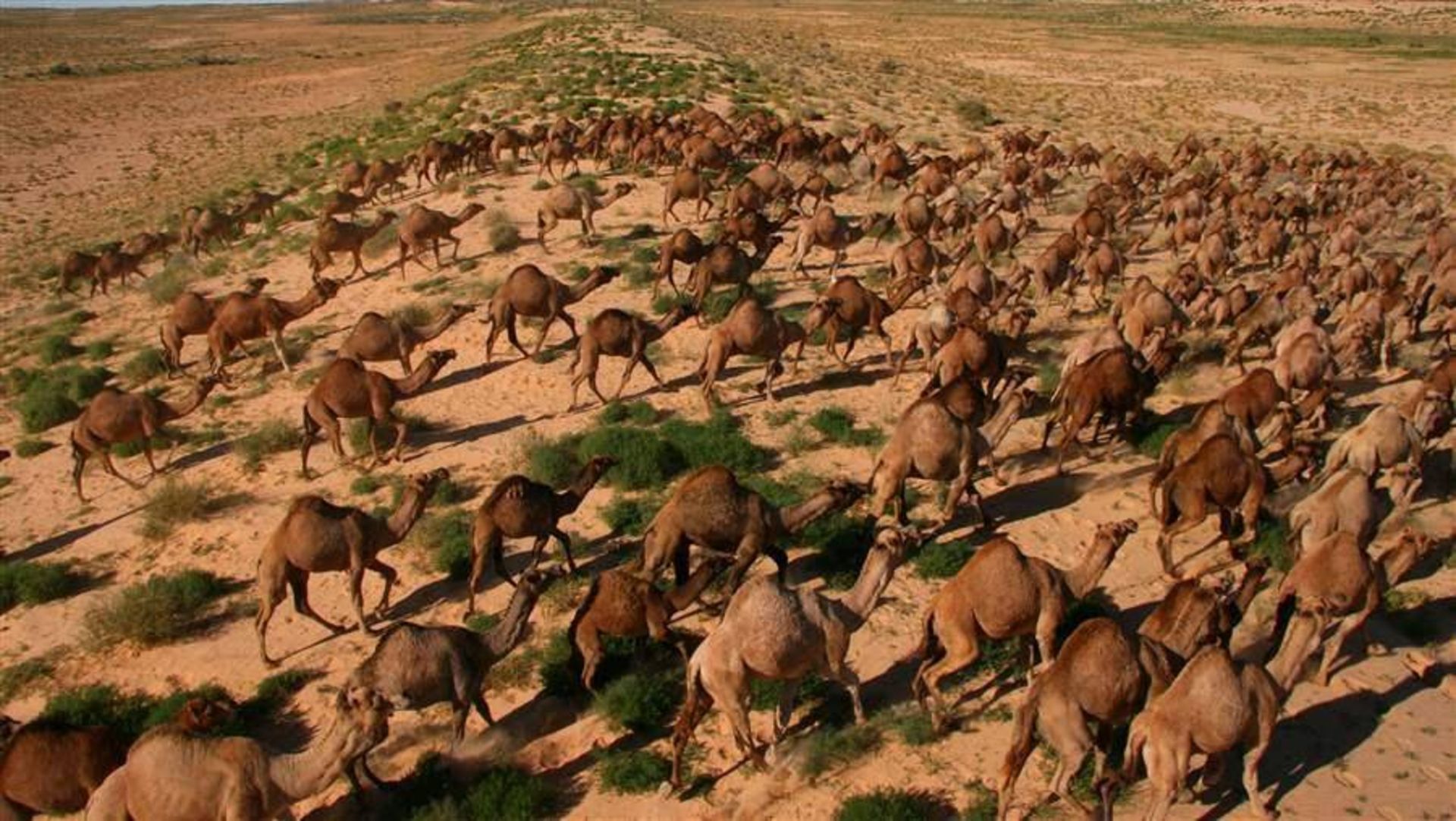 شترهای رها شده در استرالیا