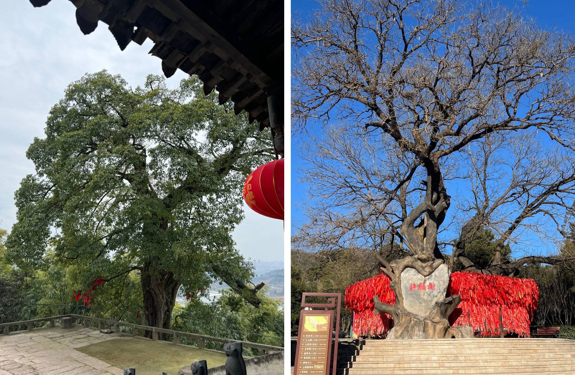 درختان کهنسال معابد چین