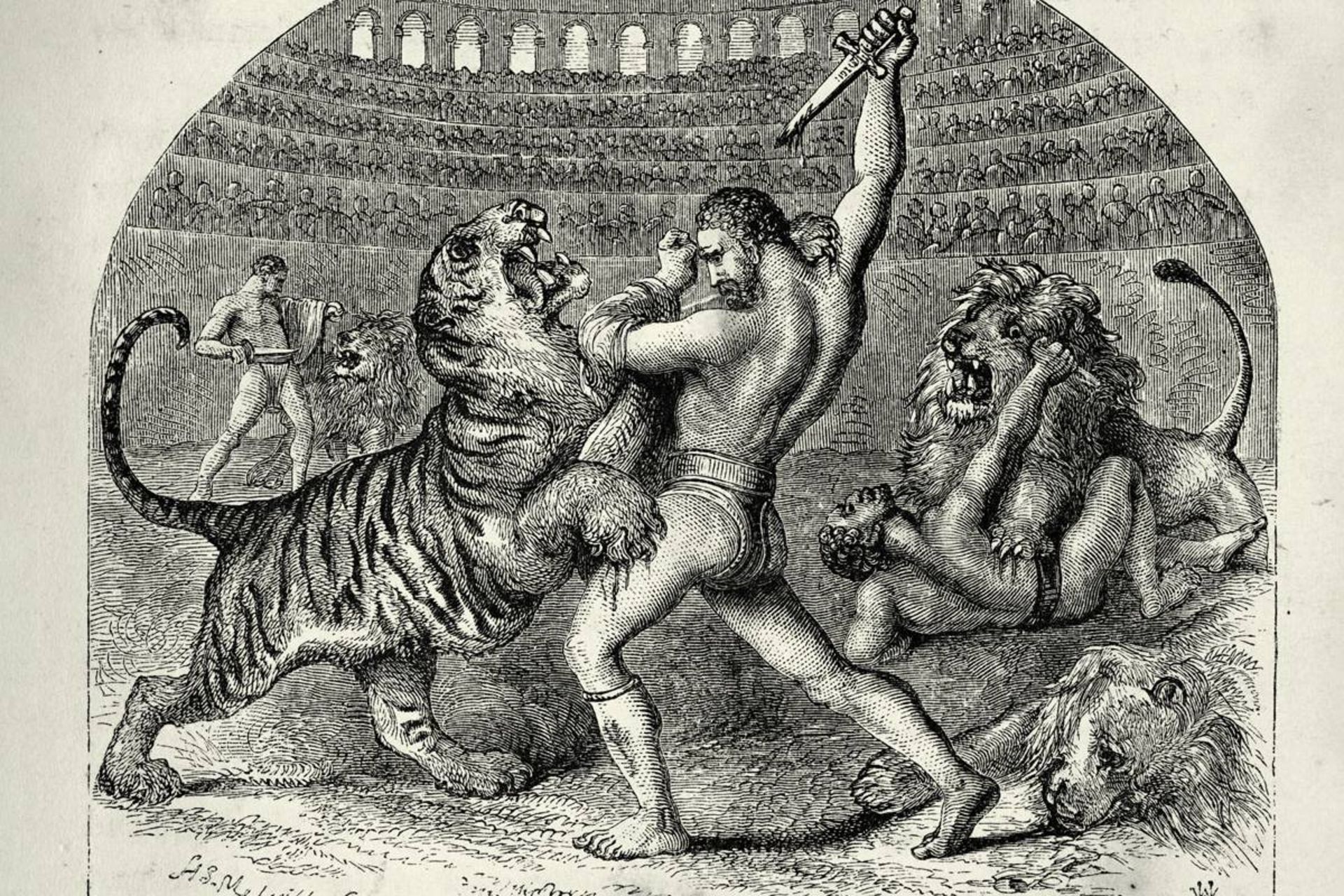 جنگ بین شیر و گلادیاتور